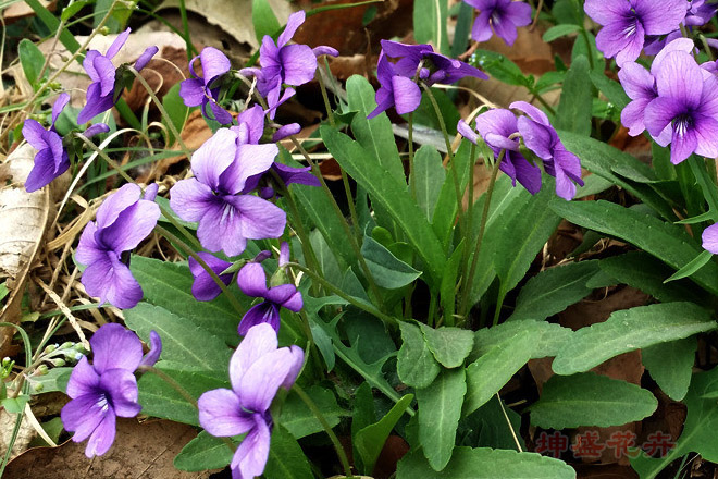 紫花地丁,地被花卉,宿根花卉